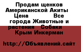 Продам щенков Американской Акиты › Цена ­ 25 000 - Все города Животные и растения » Собаки   . Крым,Инкерман